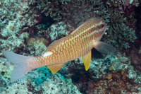 Parupeneus ciliatus (Cardinal Goatfish)