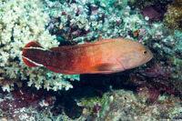 Cephalopholis urodeta (Flagtail Grouper)