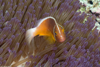 Amphiprion perideraion (Pink Anemonefish)