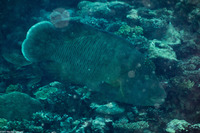 Cheilinus undulatus (Humphead Wrasse)