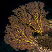 Subergorgia sp.1 (Subergorgia)