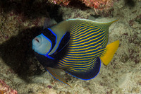 Pomacanthus imperator (Emperor Angelfish)