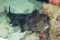 Diodon hystrix (Porcupinefish)