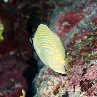 Chaetodon citrinellus (Speckled Butterflyfish)