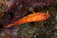 Cephalopholis urodeta (Flagtail Grouper)