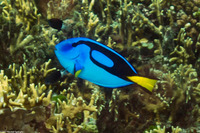 Paracanthurus hepatus (Palette Surgeonfish)