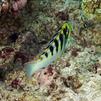 Thalassoma hardwicke (Sixbar Wrasse)