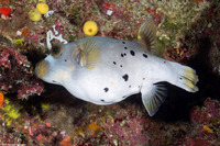Arothron nigropunctatus (Blackspotted Puffer)