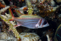 Neoniphon sammara (Spotfin Squirrelfish)