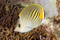 Chaetodon pelewensis (Dot & Dash Butterflyfish)