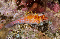 Cirrhitichthys falco (Dwarf Hawkfish)