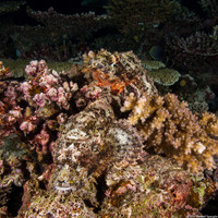 Scorpaenopsis papuensis (Papuan Scorpionfish)