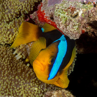 Amphiprion clarkii (Clark's Anemonefish)