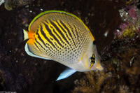 Chaetodon pelewensis (Dot & Dash Butterflyfish)