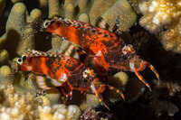 Dendrochirus biocellatus (Twinspot Lionfish)