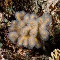 Sinularia sp.1 (Leather Coral)