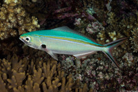 Caesio caerulaurea (Scissortail Fusilier)