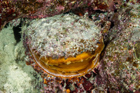 Spondylus varius (Variable Thorny Oyster)
