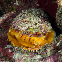 Spondylus varius (Variable Thorny Oyster)