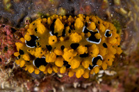 Phyllidia ocellata (Ocellated Phyllidia)