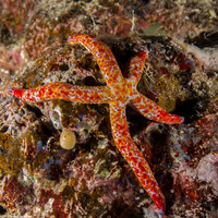 Linckia multifora (Multipore Sea Star)