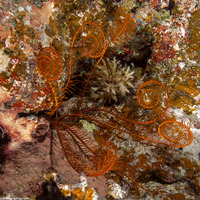 Comanthus parvicirrus (Common Crevice Feather Star)