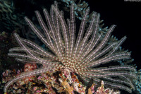 Anneissia bennetti (Bennett's Feather Star)
