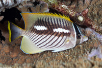 Chaetodon trifascialis (Chevroned Butterflyfish)