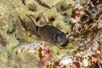 Nectamia savayensis (Samoan Cardinalfish)