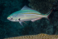 Caesio caerulaurea (Scissortail Fusilier)