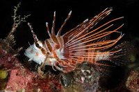 Pterois antennata (Spotfin Lionfish)