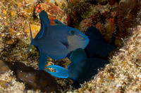 Odonus niger (Redtooth Triggerfish)