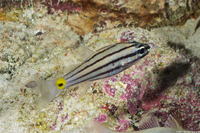 Cheilodipterus quinquelineatus (Fivelined Cardinalfish)
