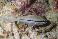 Pristiapogon exostigma (Narrowstripe Cardinalfish)