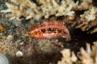 Oxycheilinus orientalis (Oriental Wrasse)