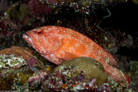 Cephalopholis urodeta (Flagtail Grouper)