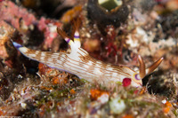 Nembrotha lineolata (Lined Nembrotha)