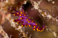 Trinchesia sibogae (Siboga Cuthona)