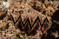 Hyotissa hyotis (Honeycomb Oyster)