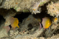 Ostorhinchus aureus (Ringtailed Cardinalfish)
