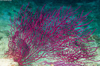 Menella sp.1 (Menella sp.1)