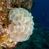 Plerogyra sinuosa (Pearl Bubble Coral)