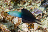 Ptereleotris evides (Twotone Dartfish)