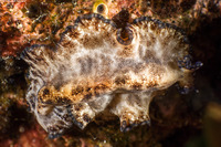Paraplanocera marginata (Distinctive Margin Flatworm)