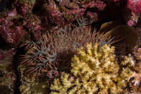 Acanthaster solaris (Crown-of-Thorns Star)
