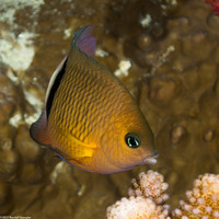 Plectroglyphidodon dickii (Blackbar Damsel)