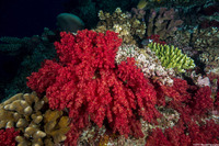 Dendronephthya sp.1 (Dendronephthya)