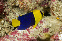 Centropyge bicolor (Bicolor Angelfish)