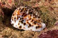Cypraea tigris (Tiger Cowry)
