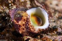 Turbo chrysostomus (Goldmouth Turban)